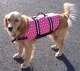 Doggy Life Jacket/Vest Large 50-90 Lbs, 30-37" Chest, Foam/Nylon, Pink Polka Dot/White -Paws Aboard